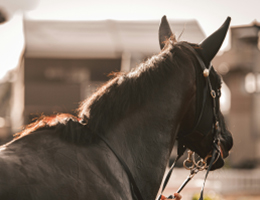 ROR Horses for Courses